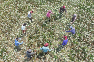 Farmers Reap The Rewards Of 'Black Gold' In Faridpur's Onion Fields