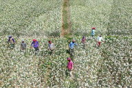 Farmers Reap The Rewards Of 'Black Gold' In Faridpur's Onion Fields