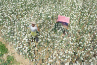 Farmers Reap The Rewards Of 'Black Gold' In Faridpur's Onion Fields
