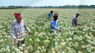 Farmers Reap The Rewards Of 'Black Gold' In Faridpur's Onion Fields