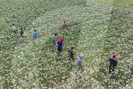 Farmers Reap The Rewards Of 'Black Gold' In Faridpur's Onion Fields