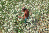 Farmers Reap The Rewards Of 'Black Gold' In Faridpur's Onion Fields