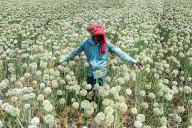 Farmers Reap The Rewards Of 'Black Gold' In Faridpur's Onion Fields