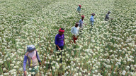 Farmers Reap The Rewards Of 'Black Gold' In Faridpur's Onion Fields