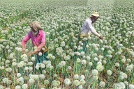 Farmers Reap The Rewards Of 'Black Gold' In Faridpur's Onion Fields