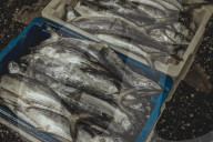 Fish Market In The City Of Belém In The Brazilian Amazon
