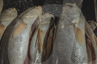 Fish Market In The City Of Belém In The Brazilian Amazon