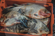 Fish Market In The City Of Belém In The Brazilian Amazon