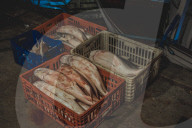 Fish Market In The City Of Belém In The Brazilian Amazon