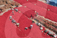 Careful Sorting Of Red Chilies For Quality