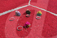 Careful Sorting Of Red Chilies For Quality