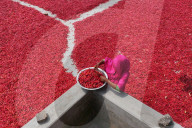 Careful Sorting Of Red Chilies For Quality