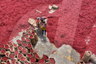 Careful Sorting Of Red Chilies For Quality