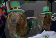 Saint Patrick's Day In Mexico