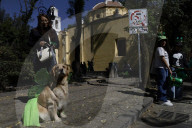 Saint Patrick's Day In Mexico