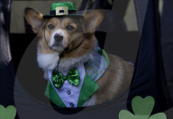 Saint Patrick's Day In Mexico