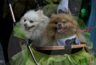 Saint Patrick's Day In Mexico