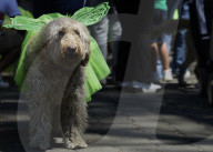 Saint Patrick's Day In Mexico