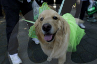 Saint Patrick's Day In Mexico