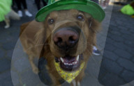 Saint Patrick's Day In Mexico