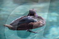 Wildlife At The Cincinnati Zoo And Botanical Garden
