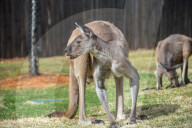 Wildlife At The Cincinnati Zoo And Botanical Garden