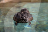 Wildlife At The Cincinnati Zoo And Botanical Garden