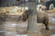 Wildlife At The Cincinnati Zoo And Botanical Garden