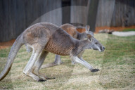 Wildlife At The Cincinnati Zoo And Botanical Garden