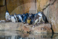 Wildlife At The Cincinnati Zoo And Botanical Garden