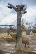 Wildlife At The Cincinnati Zoo And Botanical Garden