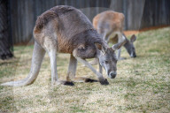 Wildlife At The Cincinnati Zoo And Botanical Garden