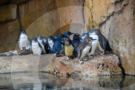 Wildlife At The Cincinnati Zoo And Botanical Garden