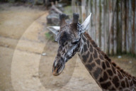 Wildlife At The Cincinnati Zoo And Botanical Garden