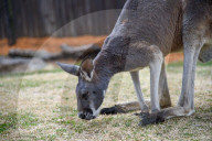 Wildlife At The Cincinnati Zoo And Botanical Garden
