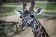 Wildlife At The Cincinnati Zoo And Botanical Garden
