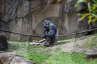 Wildlife At The Cincinnati Zoo And Botanical Garden