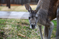 Wildlife At The Cincinnati Zoo And Botanical Garden
