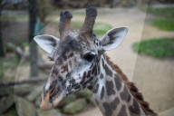 Wildlife At The Cincinnati Zoo And Botanical Garden