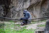 Wildlife At The Cincinnati Zoo And Botanical Garden