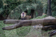 Wildlife At The Cincinnati Zoo And Botanical Garden
