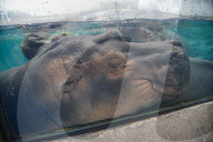 Wildlife At The Cincinnati Zoo And Botanical Garden
