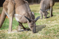 Wildlife At The Cincinnati Zoo And Botanical Garden