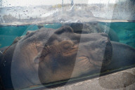 Wildlife At The Cincinnati Zoo And Botanical Garden
