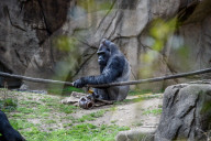Wildlife At The Cincinnati Zoo And Botanical Garden
