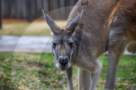 Wildlife At The Cincinnati Zoo And Botanical Garden
