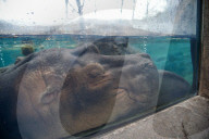 Wildlife At The Cincinnati Zoo And Botanical Garden