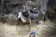Wildlife At The Cincinnati Zoo And Botanical Garden