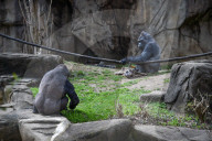 Wildlife At The Cincinnati Zoo And Botanical Garden