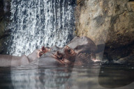 Wildlife At The Cincinnati Zoo And Botanical Garden
